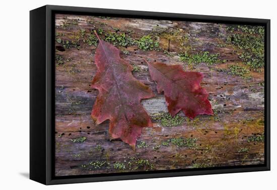 On a Log I-Kathy Mahan-Framed Stretched Canvas