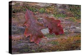 On a Log I-Kathy Mahan-Stretched Canvas