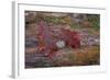 On a Log I-Kathy Mahan-Framed Photographic Print