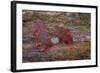 On a Log I-Kathy Mahan-Framed Photographic Print