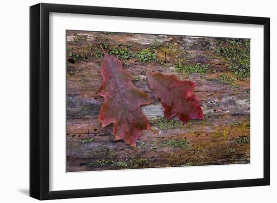 On a Log I-Kathy Mahan-Framed Photographic Print