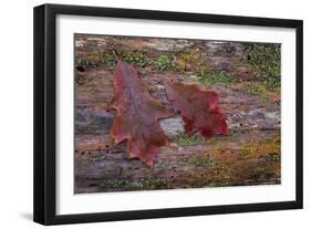 On a Log I-Kathy Mahan-Framed Photographic Print