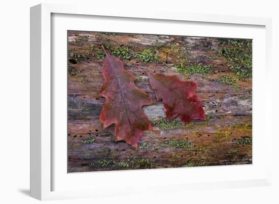 On a Log I-Kathy Mahan-Framed Photographic Print