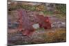 On a Log I-Kathy Mahan-Mounted Photographic Print