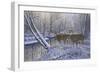 On Alert-Bruce Dumas-Framed Giclee Print