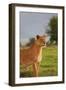 On Guard-Susann Parker-Framed Premium Photographic Print