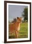 On Guard-Susann Parker-Framed Photographic Print