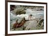 On His Holidays, Norway, 1901-John Singer Sargent-Framed Giclee Print