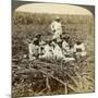 On 'La Union' Sugar Plantation, San Luis, Santiago Province, Cuba, 1899-Underwood & Underwood-Mounted Giclee Print