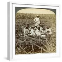 On 'La Union' Sugar Plantation, San Luis, Santiago Province, Cuba, 1899-Underwood & Underwood-Framed Giclee Print