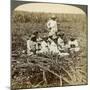 On 'La Union' Sugar Plantation, San Luis, Santiago Province, Cuba, 1899-Underwood & Underwood-Mounted Giclee Print