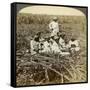 On 'La Union' Sugar Plantation, San Luis, Santiago Province, Cuba, 1899-Underwood & Underwood-Framed Stretched Canvas