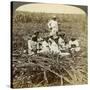 On 'La Union' Sugar Plantation, San Luis, Santiago Province, Cuba, 1899-Underwood & Underwood-Stretched Canvas