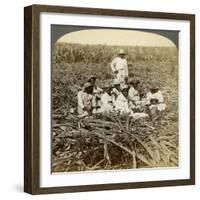 On 'La Union' Sugar Plantation, San Luis, Santiago Province, Cuba, 1899-Underwood & Underwood-Framed Giclee Print