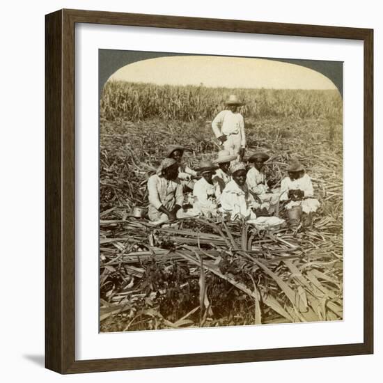 On 'La Union' Sugar Plantation, San Luis, Santiago Province, Cuba, 1899-Underwood & Underwood-Framed Giclee Print