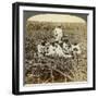 On 'La Union' Sugar Plantation, San Luis, Santiago Province, Cuba, 1899-Underwood & Underwood-Framed Giclee Print