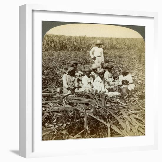 On 'La Union' Sugar Plantation, San Luis, Santiago Province, Cuba, 1899-Underwood & Underwood-Framed Giclee Print