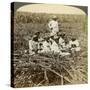 On 'La Union' Sugar Plantation, San Luis, Santiago Province, Cuba, 1899-Underwood & Underwood-Stretched Canvas