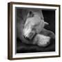 On My Pillow-Andreas Krinke-Framed Giclee Print