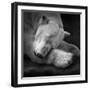 On My Pillow-Andreas Krinke-Framed Giclee Print