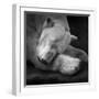 On My Pillow-Andreas Krinke-Framed Giclee Print