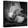 On My Pillow-Andreas Krinke-Stretched Canvas