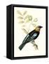 Canvas Black