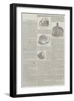 On Some Remarkable Examples of Irregular Growth in the Oyster-null-Framed Giclee Print