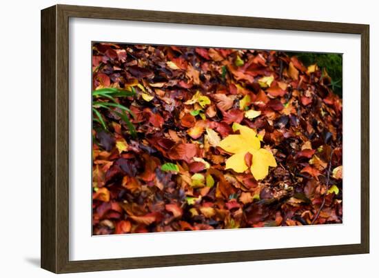 On the Autumn Trail-Philippe Sainte-Laudy-Framed Photographic Print