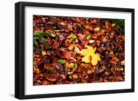 On the Autumn Trail-Philippe Sainte-Laudy-Framed Photographic Print