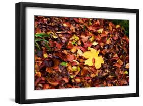 On the Autumn Trail-Philippe Sainte-Laudy-Framed Photographic Print