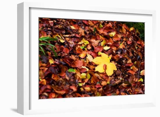 On the Autumn Trail-Philippe Sainte-Laudy-Framed Photographic Print