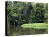 On the Back Waters at Tortuguero, Costa Rica, Central America-R H Productions-Stretched Canvas
