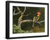 On the Branch I-Chris Vest-Framed Art Print