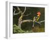 On the Branch I-Chris Vest-Framed Art Print