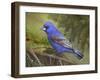 On the Branch II-Chris Vest-Framed Art Print