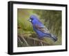 On the Branch II-Chris Vest-Framed Art Print