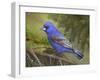 On the Branch II-Chris Vest-Framed Art Print