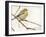 On the Branch III-Chris Vest-Framed Art Print