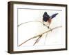 On the Branch IV-Chris Vest-Framed Art Print