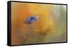 On the Cusp of Autumn-Jai Johnson-Framed Stretched Canvas