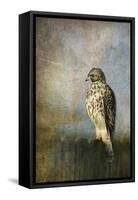 On the Fence Red Shouldered Hawk-Jai Johnson-Framed Stretched Canvas