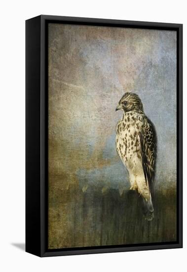 On the Fence Red Shouldered Hawk-Jai Johnson-Framed Stretched Canvas