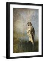 On the Fence Red Shouldered Hawk-Jai Johnson-Framed Premium Giclee Print