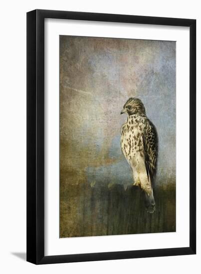 On the Fence Red Shouldered Hawk-Jai Johnson-Framed Premium Giclee Print