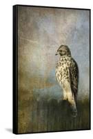 On the Fence Red Shouldered Hawk-Jai Johnson-Framed Stretched Canvas