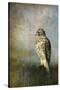 On the Fence Red Shouldered Hawk-Jai Johnson-Stretched Canvas