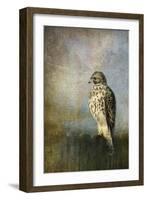 On the Fence Red Shouldered Hawk-Jai Johnson-Framed Giclee Print