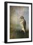 On the Fence Red Shouldered Hawk-Jai Johnson-Framed Giclee Print