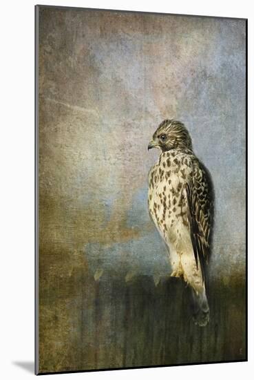 On the Fence Red Shouldered Hawk-Jai Johnson-Mounted Giclee Print